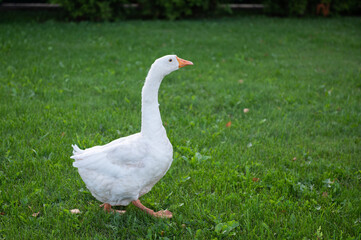 funny bird white goose walks in the summer on a green lawn in nature on a farm. High quality photo
