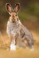 Close-up of a beautiful portrait of a Snowshoe Hare