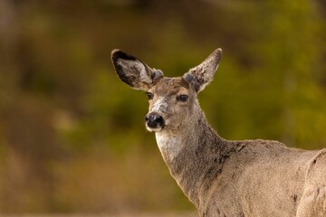 Close up of a White Tailed Deer with new antlers just starting to grow.