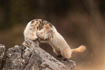 Pair of Marmots having a stand-up fight