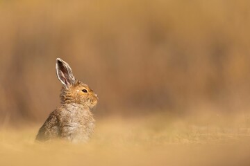 Close-up of a beautiful Snowshoe Hare basking in the sunlight