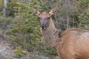 Close-up shot of an Elk at the edge of woodland