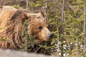 Close-up shot of a grizzly bear with an ear tag 168, partially hidden among pine trees