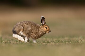 Close-up shot of a Snowshoe Hare running across a field © Wirestock
