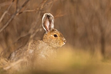 Obraz premium Close-up of a Snowshoe Hare enjoying the sunlight