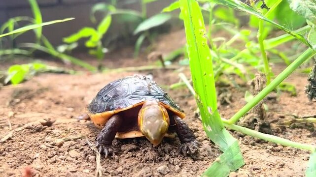 Chinese Yellow-margined Box Turtle