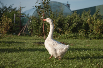 Obraz premium funny bird white goose walks in the summer on a green lawn in nature on a farm. High quality photo