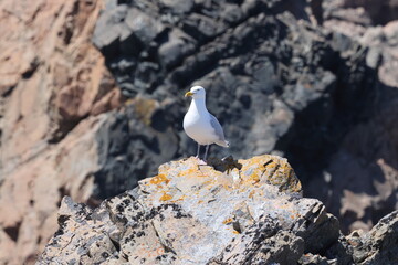 American herring gull or Smithsonian gull (Larus smithsonianus or Larus argentatus smithsonianus) ...