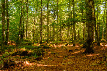 Grüner Wald in Schweden