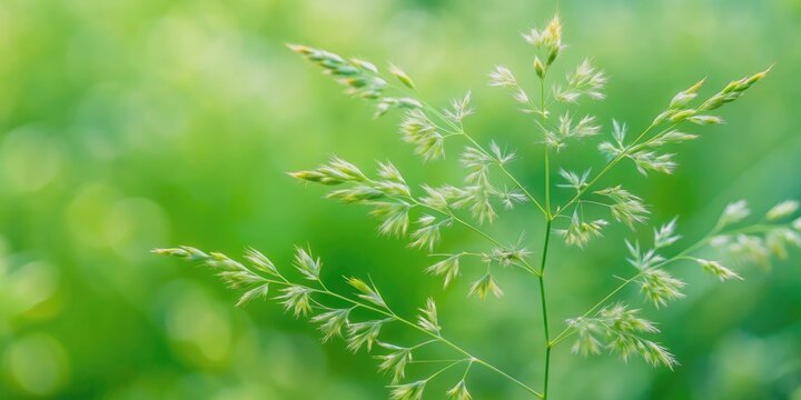 Close up of poa trivialis, light green annual bluegrass plant, annual bluegrass, troublesome, green color, poa trivialis, close up