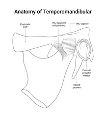Schematic Diagram of Temporomandibular Bone Structure in Line Style