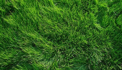 Fototapeta premium Green grass background. Generated image
