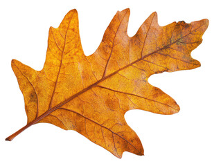 Brown oak leaf, transparent background.