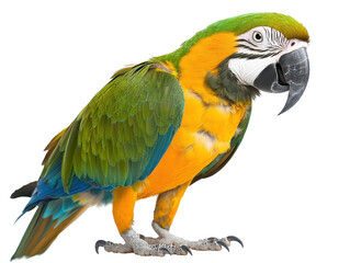 Fototapeta premium Colourful parrot with white background, copy space