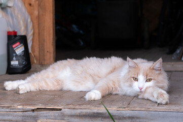 big red cat lies in the garage close-up. High quality photo