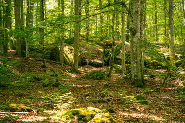 Grüne Atmosphäre im frischen Wald