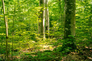 Saftig grüner wilder Wald