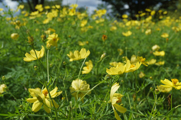 Obraz premium みちのく公園のコスモス Cosmos in Michinoku park