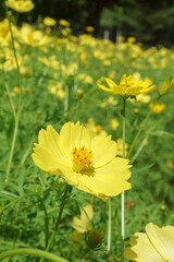 みちのく公園のコスモス Cosmos in Michinoku park