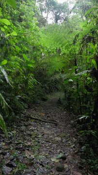Sendero en medio del bosque tropical rodeado de mucha vegetaci&oacute;n