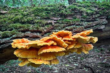 Mushroom Laetiporus sulphureus commonly known as Chicken of woods