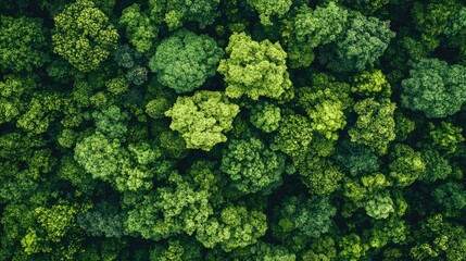 Naklejka premium Lush green forest canopy viewed from above, representing natural sustainability and conservation. Copy space.