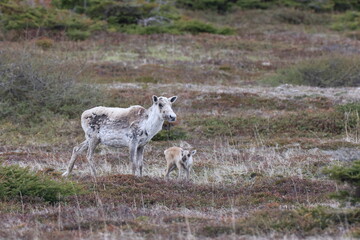 Canadian woodland caribou herd with young Newfoundland Canada