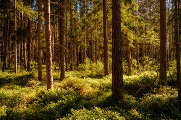 Fototapeta premium Nadelwald mit Heidelbeeren im Nationalpark Trollberget. Schweden