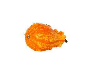 Decorative pumpkin isolated on transparent background. Variety of ornamental, edible and decorative gourd.