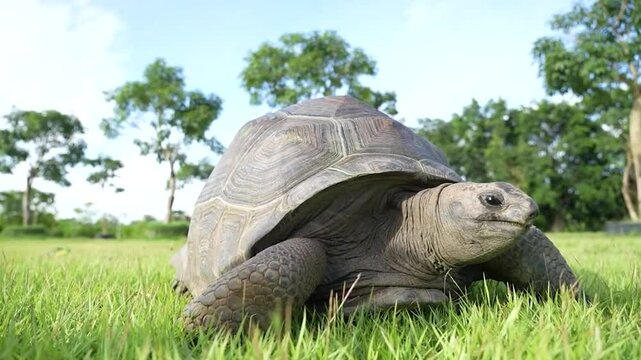 An Aldabra Giant Tortoise eating food	
