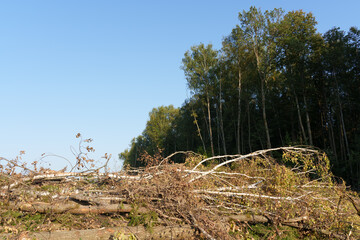 forest clearing with uprooted trees, branches, soil debris scattered across the landscape, contrasting with the remaining forest in the background, deforestation, land clearing, environmental impact