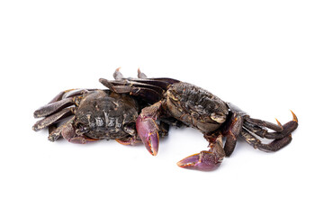 Main ingredients of popular Thai dishes street food of Green Papaya Salad with Salted Field Crab (Som Tum Pla Ra). Meder's Mangrove Crab - Sesarma mederi isolated on white background.