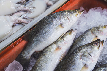 Fresh Sea bass fish - Lates calcarifer (Bloch) with in an ice tray on a stall for sell at the fresh seafood market of Thailand.
