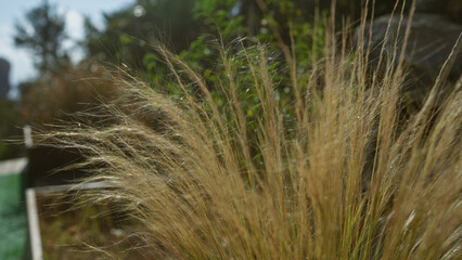 Close-up of feathery grass with sunlight filtering through, set against a blurred background of greenery and trees, capturing the natural beauty of an outdoor garden scene.