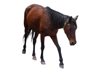 Red Horse Walking Isolated on Transparent Background PNG