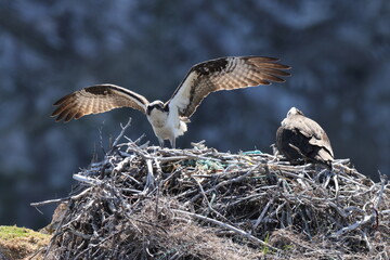 osprey (Pandion haliaetus) young bird in nest on the coast of Newfoundland Canada