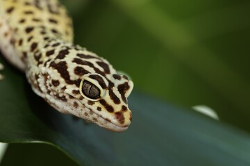 One beautiful gecko on green leaf, macro view. Space for text