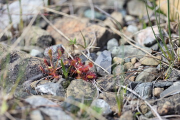 Sundew in the Tablelands in Gros Morne National Park in Newfoundland