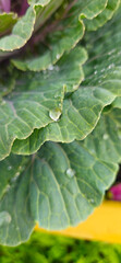 Close-up of fresh green cabbage and lettuce with natural sunlight in a garden, perfect for a healthy salad and ornamental plant.