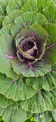 Close-up of fresh green cabbage and lettuce with natural sunlight in a garden, perfect for a healthy salad and ornamental plant.