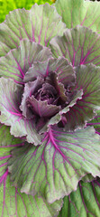Close-up of fresh green cabbage and lettuce with natural sunlight in a garden, perfect for a healthy salad and ornamental plant.
