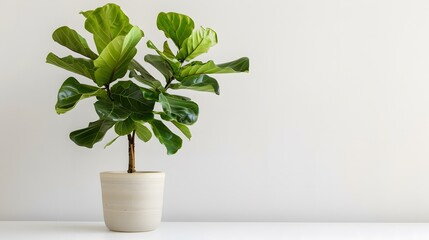 Fiddle Fig tree in a glossy ceramic pot, placed against a smooth white background