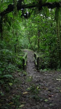 Peque&ntilde;o puente cubierto de musgo en medio del bosque tropical en un dia nublado  