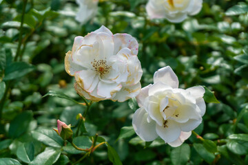 Two white roses in bloom and a bud. Green blurred leaves in the background