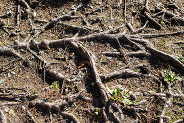 A large collection of tree roots is sprawling across the ground