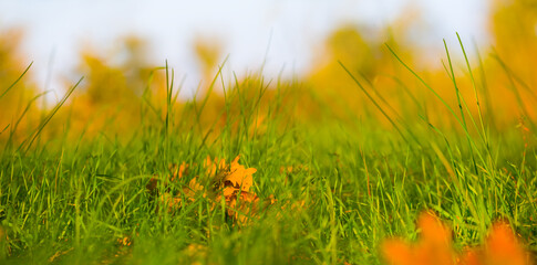 closeup forest glade covered by green grass © Yuriy Kulik