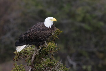Bald Eagle Newfoundland Canada