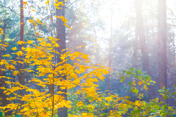 green forest glade covered by red dry leaves in light of sparkle sun