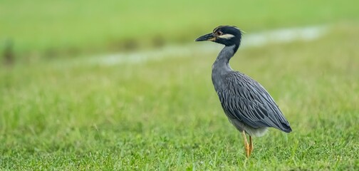 Naklejka premium Yellow-crowned night heron on green grass