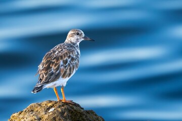 Small bird perched on a rock with blue water background